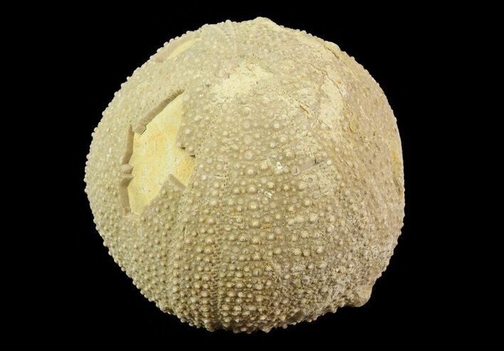 Psephechinus Fossil Echinoid (Sea Urchin) - Morocco #69874
